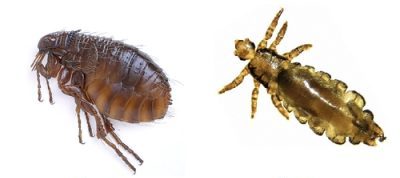 Блохи і воші - це кровоссальні паразитують комахи, які можуть бути носіями різних захворювань