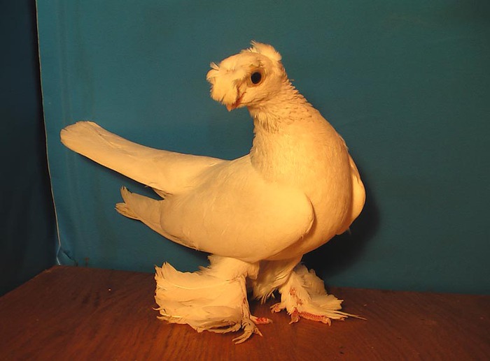 узбецький голуб