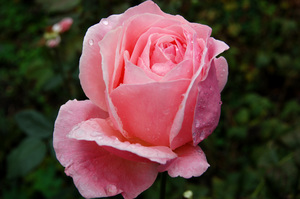 Приклад фотографії рожевої троянди до обробки і після застосування ефекту газетного друку на цьому сайті: