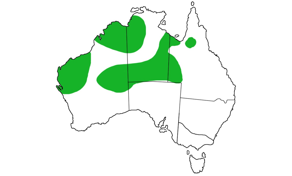 Бажаючим помилуватися цими пернатими австралійськими аборигенами доведеться забиратися всередину пустельних і посушливих районів материка, оскільки острохохлие кам'яні голуби обрали для життя найспекотніші райони на півночі, північному заході і в центрі Австралії