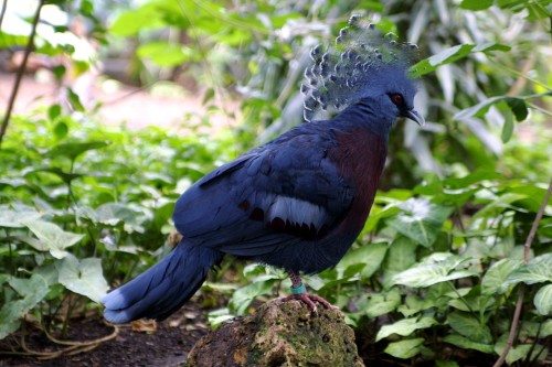 Сама барвиста порода голубиних - Вінценосний голуб