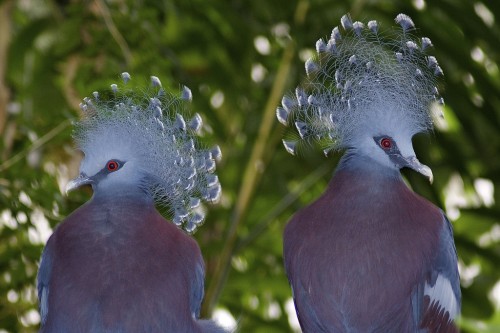 У цей рід входить три типи цих красивих птахів - веероносний, каштановий і голубохохлий, які, незважаючи на деякі зовнішні відмінності, мають спільний схожістю - яскравим і барвистим головним убором з вееровідние чубчика