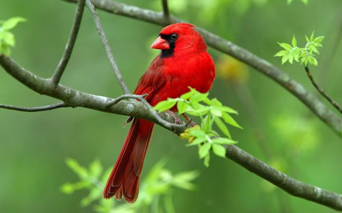 Сама червоний птах Північний кардинал