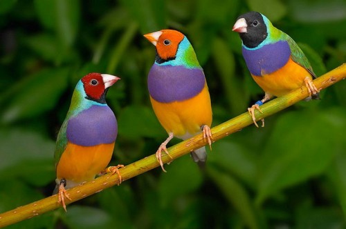 Ці птахи належать до сімейства в'юркових Ткачик і за свій строкате забарвлення деякі їх називають «гуглових» (пошукова система Google відома своїми строкатими квітами)