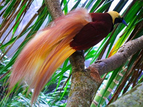 Ці красиві і позитивні пташки проживають на островах в Новій Гвінеї і налічують цілих 45 різновидів