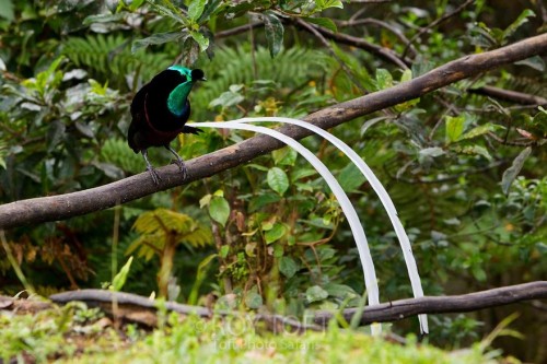 Стрічкова райська пташка з найдовшим хвостом, який перевищує в три рази довжину самого тіла птиці