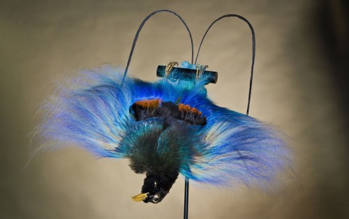 Блакитна райський птах показує своє незвичайне оперення тільки під час шлюбних ігор і вниз головою