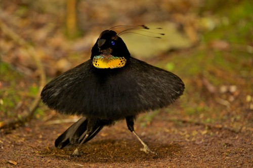 Шестіперая райська пташка має на голові шість пір'я, порівнянних з довжиною всього тіла птиці з пензликами на кінцях