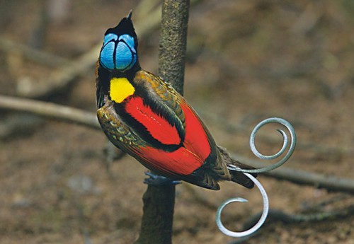 Королівська райський птах Вілсона має незвичайний хвіст з загнутими всередину пір'ям