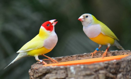 Причому в цьому їм «допомагають» і самі птахи, які вільно спаровуються, не звертаючи уваги на варіації забарвлень своїх партнерів