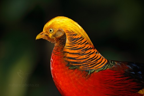 Така яскраве забарвлення і красиве оперення дозволило золотому фазану по-праву носити звання однієї з найкрасивіших птахів