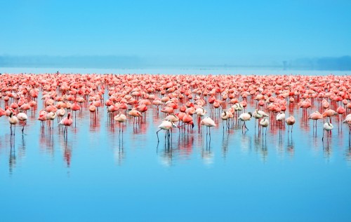 Ці птахи «ранкової зорі» мають ніжно-рожевим пір'ям і за рахунок такого своєї чарівності дарують всім гармонію і натхнення