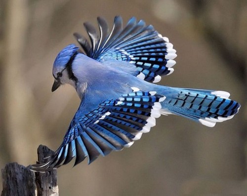 Красивий птах з чубчиком - блакитна сойка